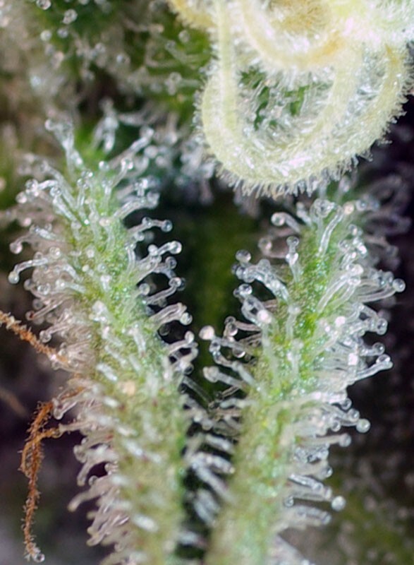 Sweet Seeds - Sweet Nurse Auto CBD ® (auto/fem.)