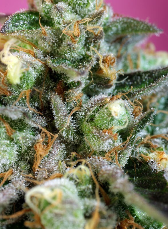 Sweet Seeds - Sweet Nurse Auto CBD ® (auto/fem.)