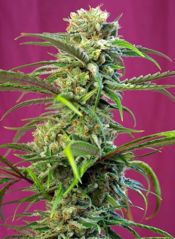 Sweet Seeds - Sweet Tai (fem.)