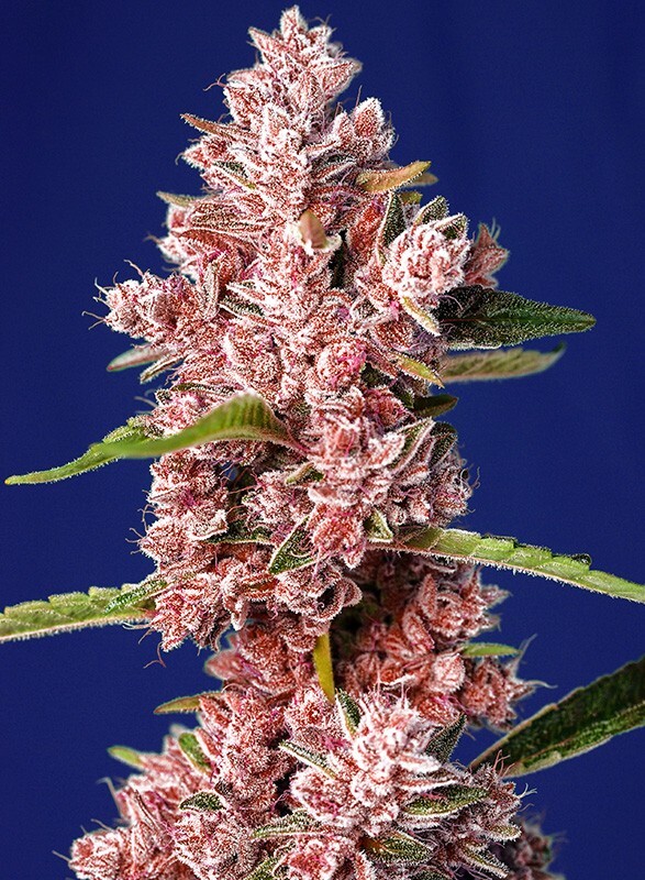 Sweet Seeds - Tropicanna Poison F1 Fast Version (fem.)