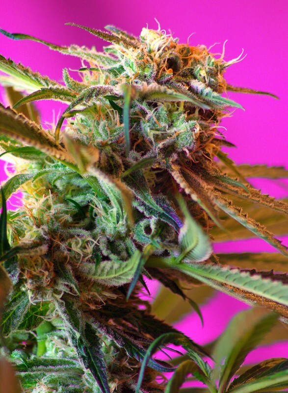 Sweet Seeds - Wild Rose (fem.)