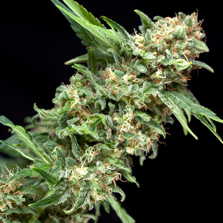 Pyramid Seeds - Alpujarreña (fem.)