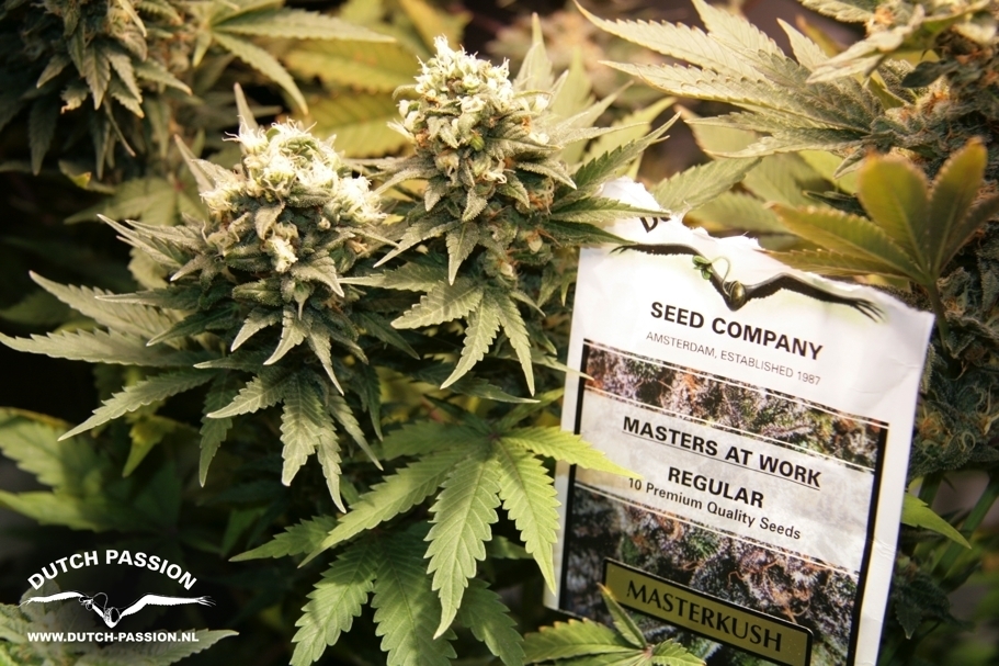 Dutch Passion - Master Kush (reg.)