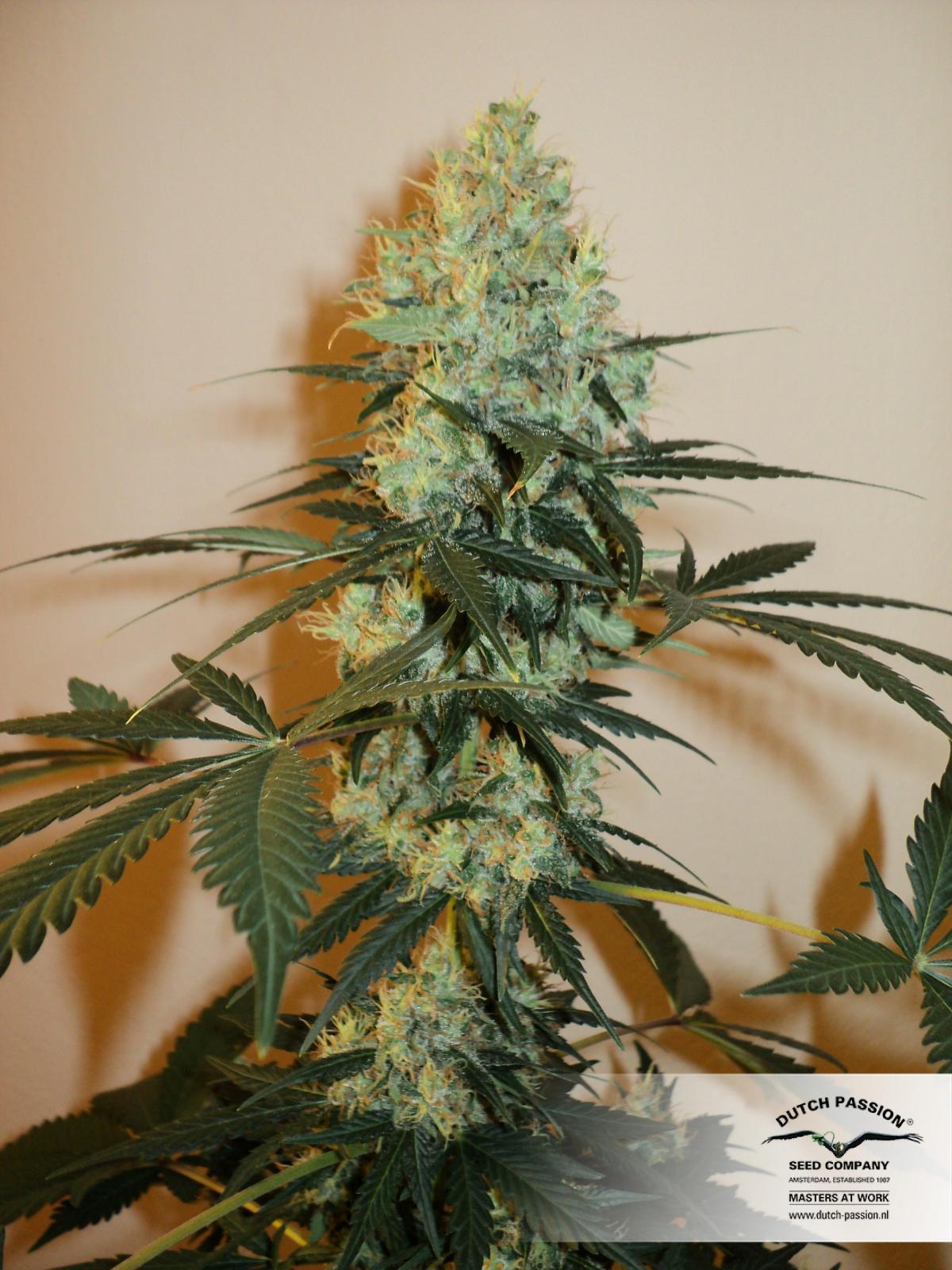 Dutch Passion - Master Kush (reg.)