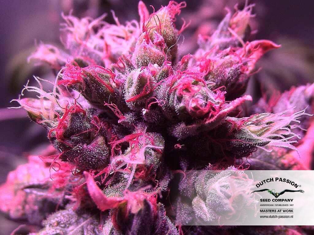 Dutch Passion - Master Kush (reg.)