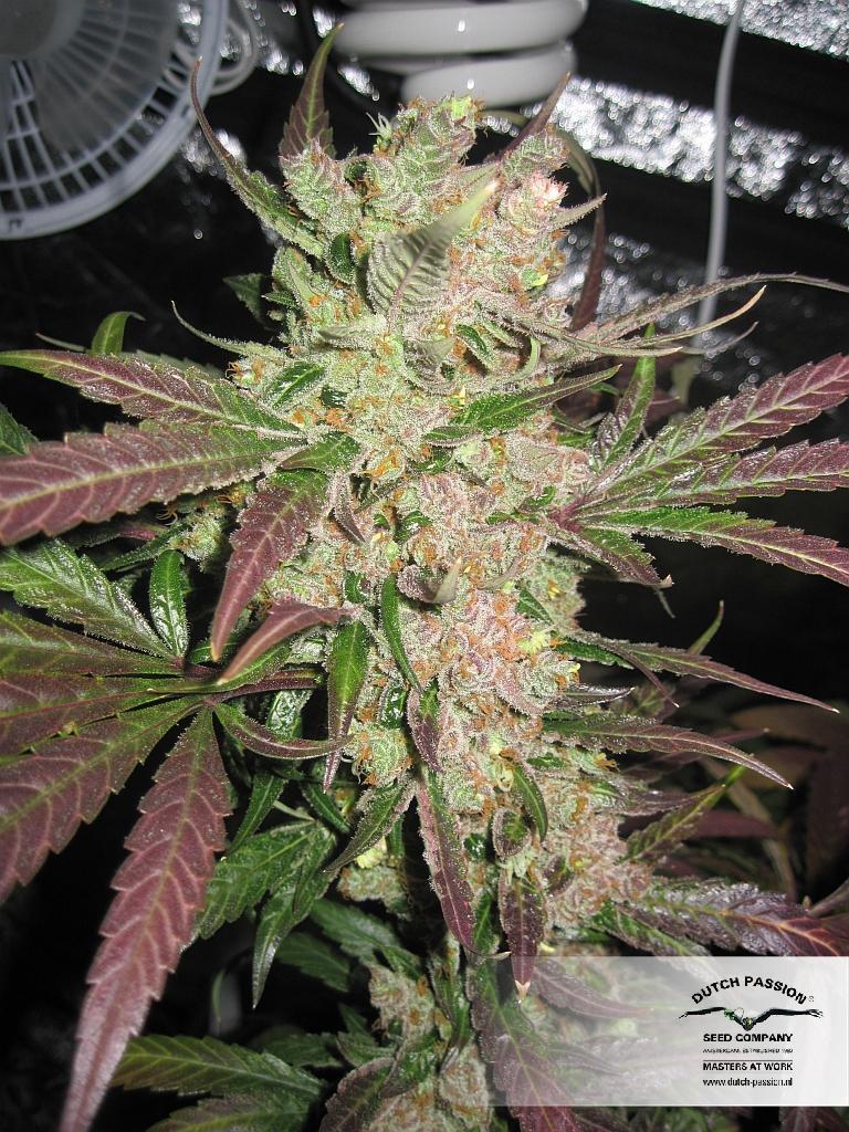Dutch Passion - Master Kush (reg.)