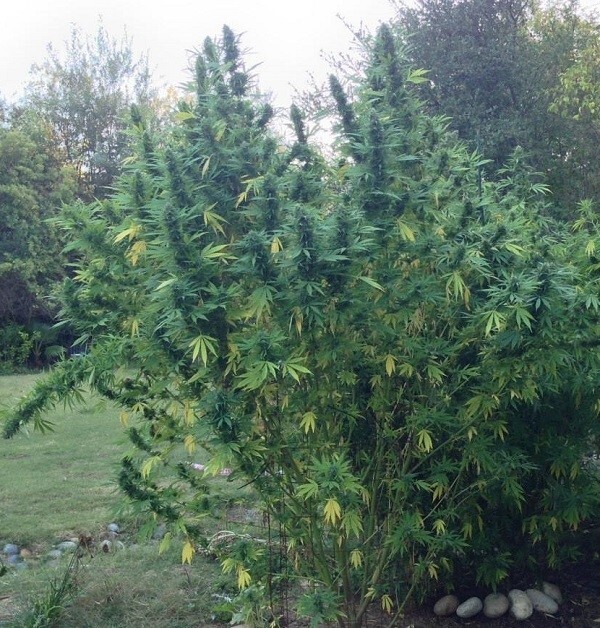 Ace Seeds - China Yunnan (reg.)