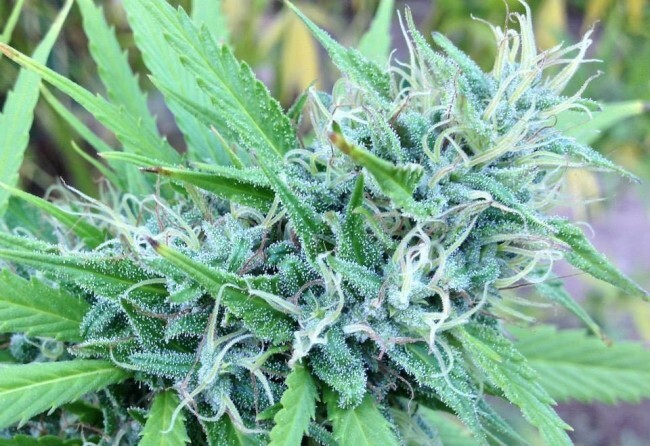 Ace Seeds - China Yunnan (reg.)