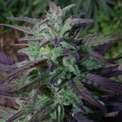 Ace Seeds - China Yunnan (reg.) 02772
