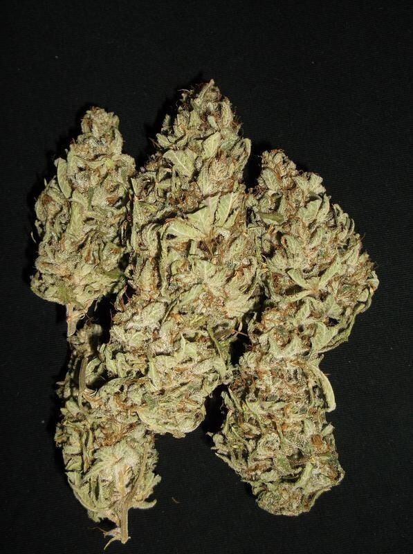 Ace Seeds - China Yunnan (reg.)