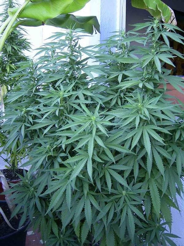 Ace Seeds - China Yunnan (reg.)