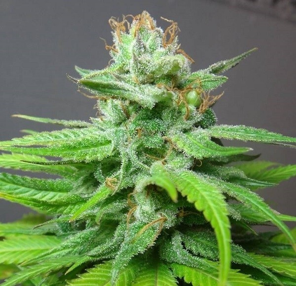 Ace Seeds - China Yunnan (reg.)
