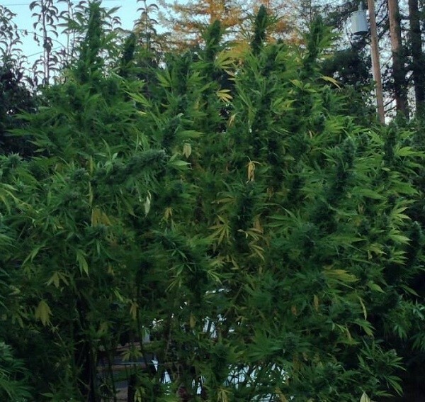 Ace Seeds - China Yunnan (reg.)