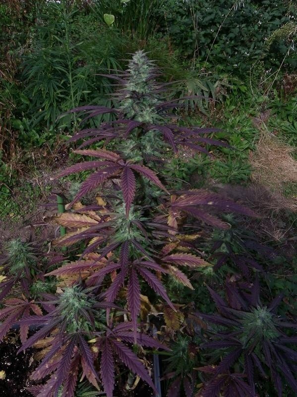Ace Seeds - China Yunnan (reg.)