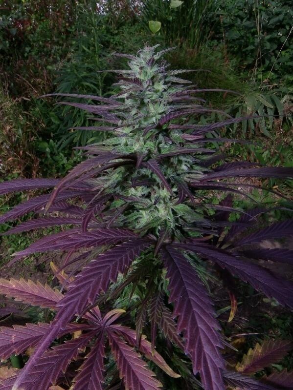 Ace Seeds - China Yunnan (reg.)