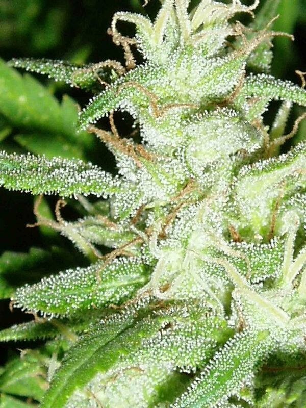 Ace Seeds - China Yunnan (reg.)