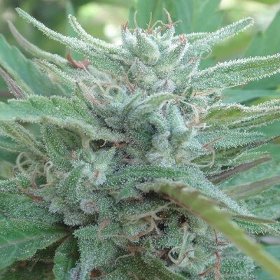 Ace Seeds - China Yunnan (reg.)
