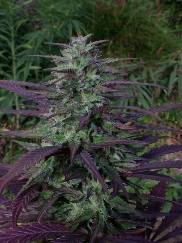 Ace Seeds - China Yunnan (reg.)
