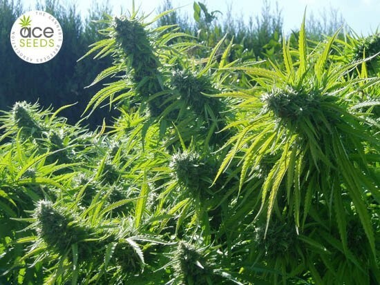 Ace Seeds - Tikal (reg.)