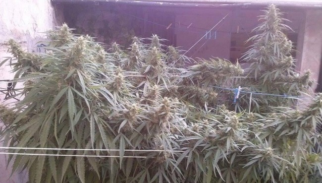 Ace Seeds - Tikal (fem.)