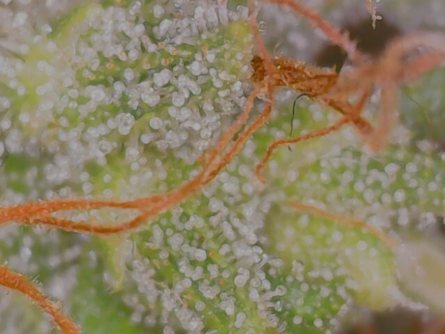 Ace Seeds - Tikal (fem.)