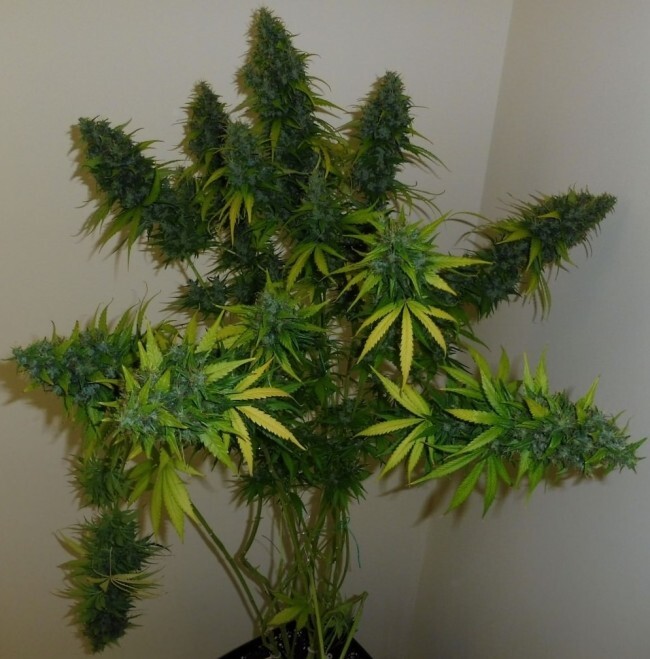 Ace Seeds - Tikal (reg.)