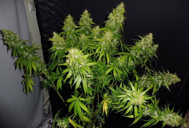 Ace Seeds - Tikal (reg.)