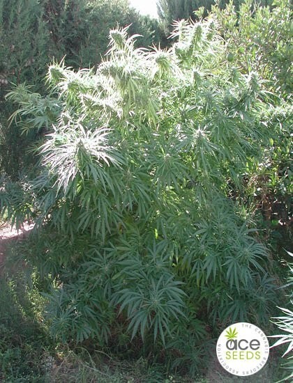 Ace Seeds - Tikal (reg.)