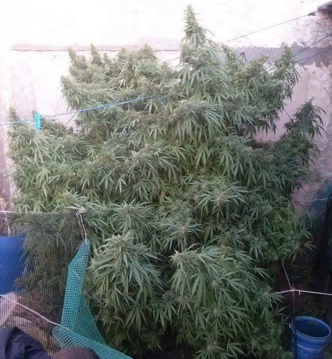 Ace Seeds - Tikal (reg.)