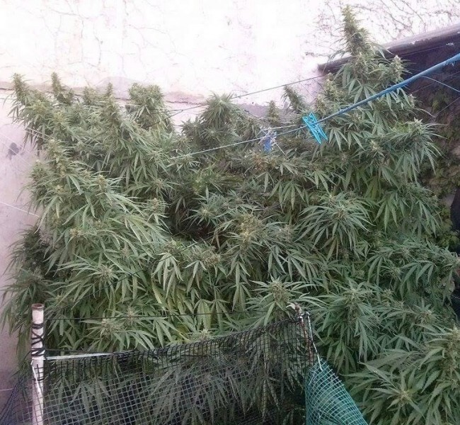 Ace Seeds - Tikal (reg.)