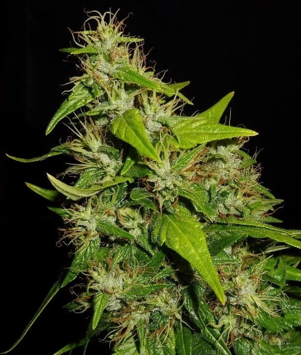 Ace Seeds - Tikal (reg.)
