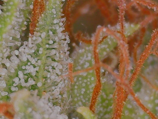 Ace Seeds - Tikal (reg.)