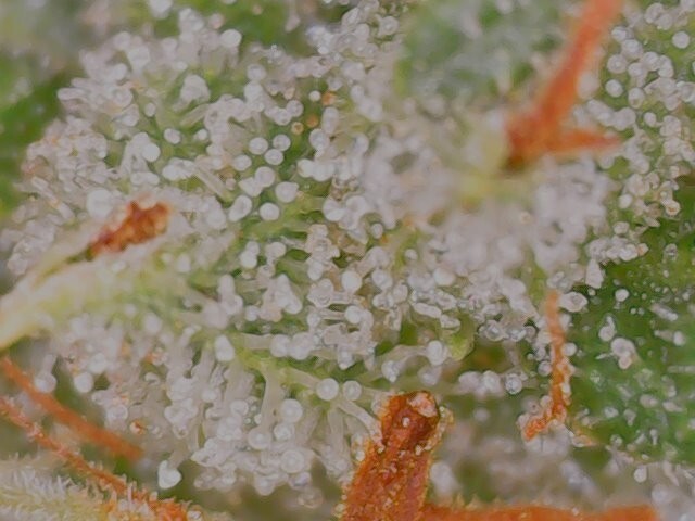 Ace Seeds - Tikal (reg.)
