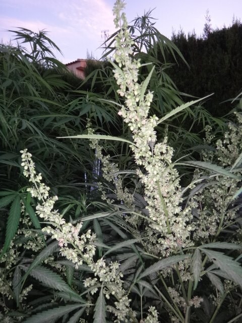 Ace Seeds - Tikal (reg.)
