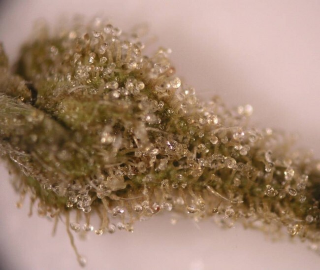 Ace Seeds - Tikal (reg.)