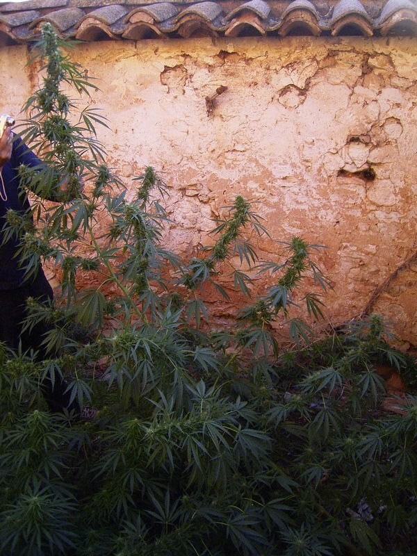 Ace Seeds - Tikal (fem.)