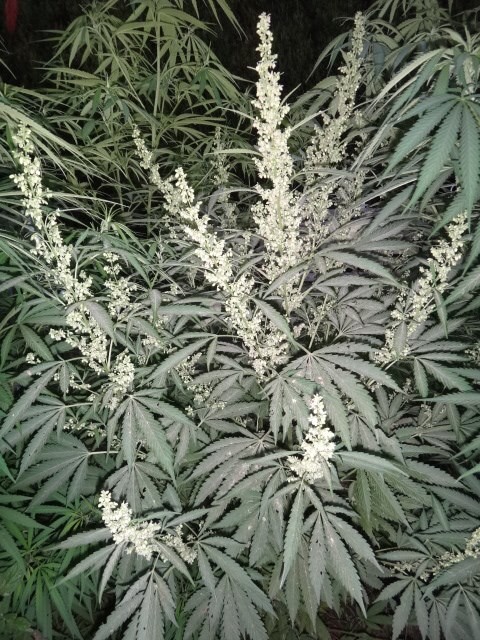 Ace Seeds - Tikal (fem.)