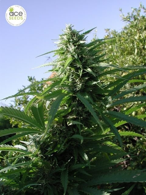 Ace Seeds - Tikal (fem.)