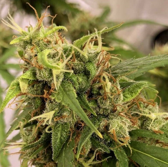 Ace Seeds - Purple Haze x Malawi (fem.)
