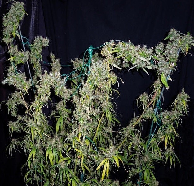 Ace Seeds - Purple Haze x Malawi (fem.)