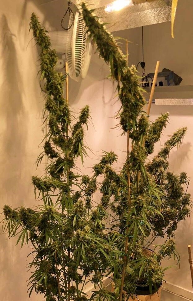 Ace Seeds - Purple Haze x Malawi (fem.)