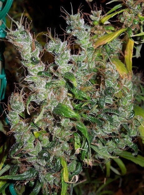 Ace Seeds - Purple Haze x Malawi (fem.)