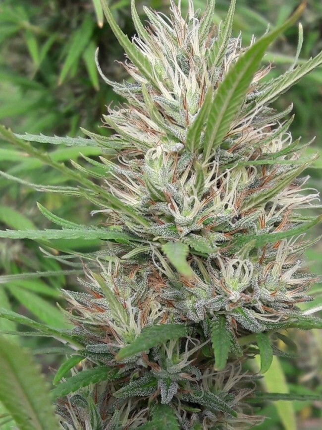 Ace Seeds - Panama x Bangi Haze (fem.)