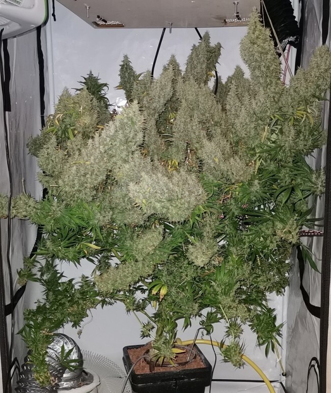 Ace Seeds - Panama x Bangi Haze (fem.)