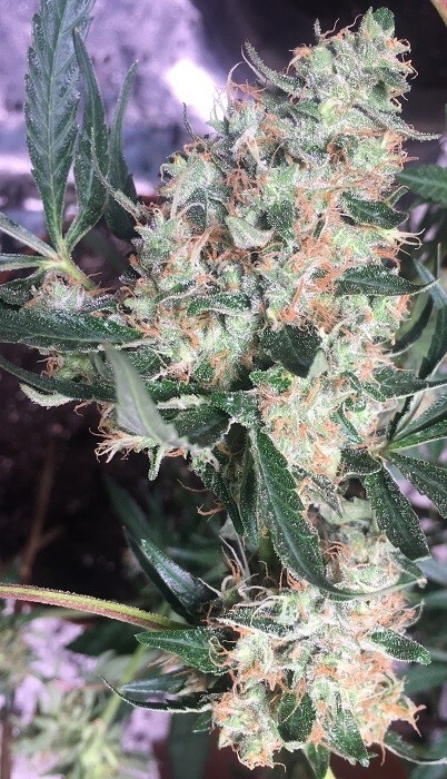 Ace Seeds - Panama x Bangi Haze (fem.)