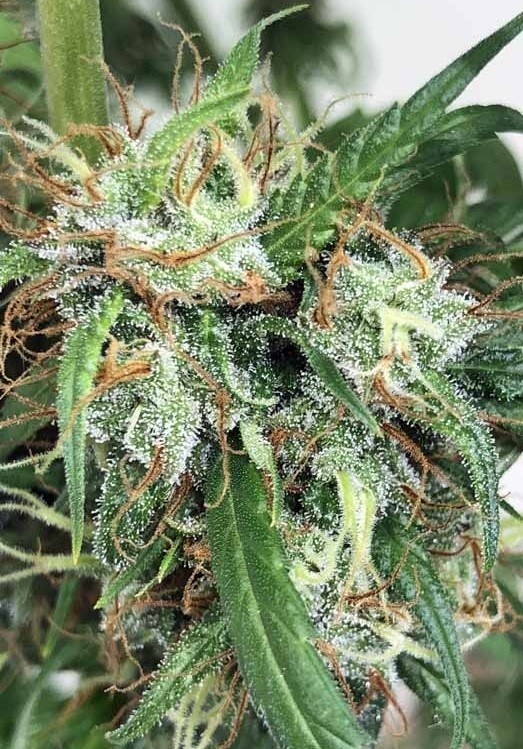 Ace Seeds - Purple Haze x Malawi (fem.)