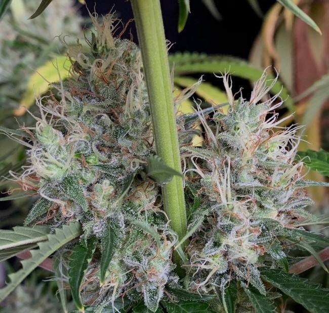 Ace Seeds - Orient Express (reg.)