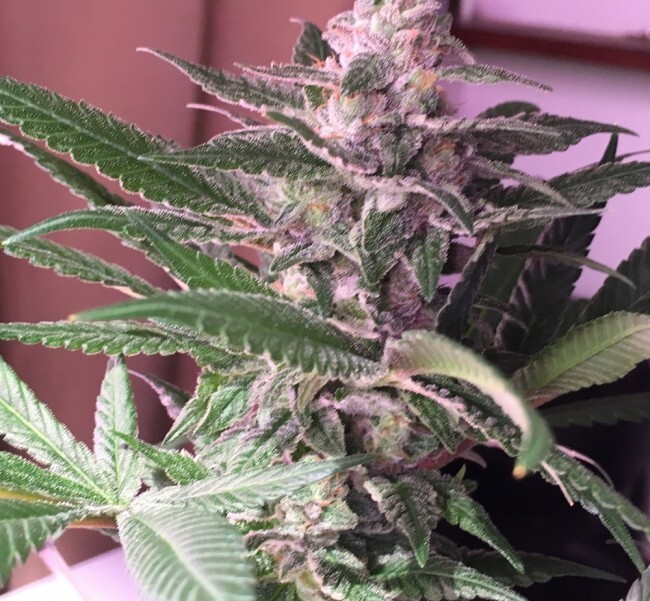 Ace Seeds - Orient Express (reg.)