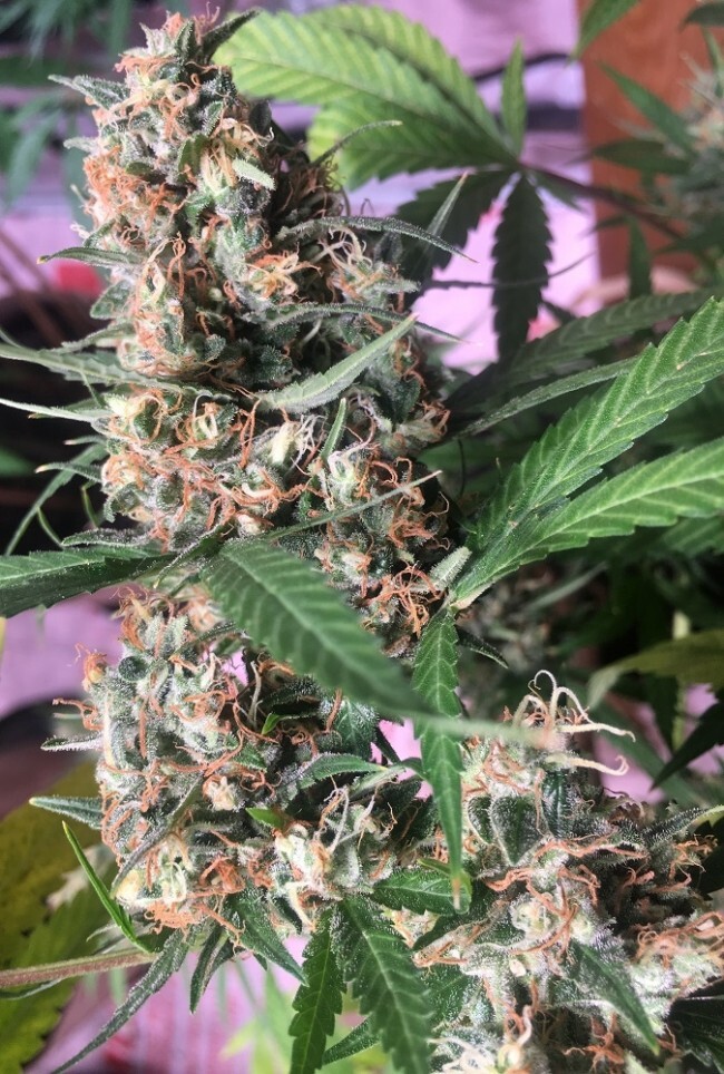 Ace Seeds - Orient Express (reg.)