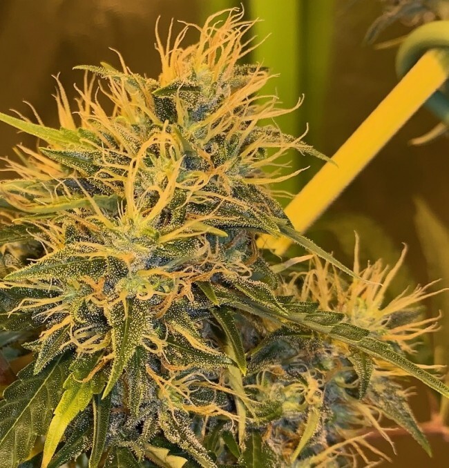 Ace Seeds - Orient Express (fem.)